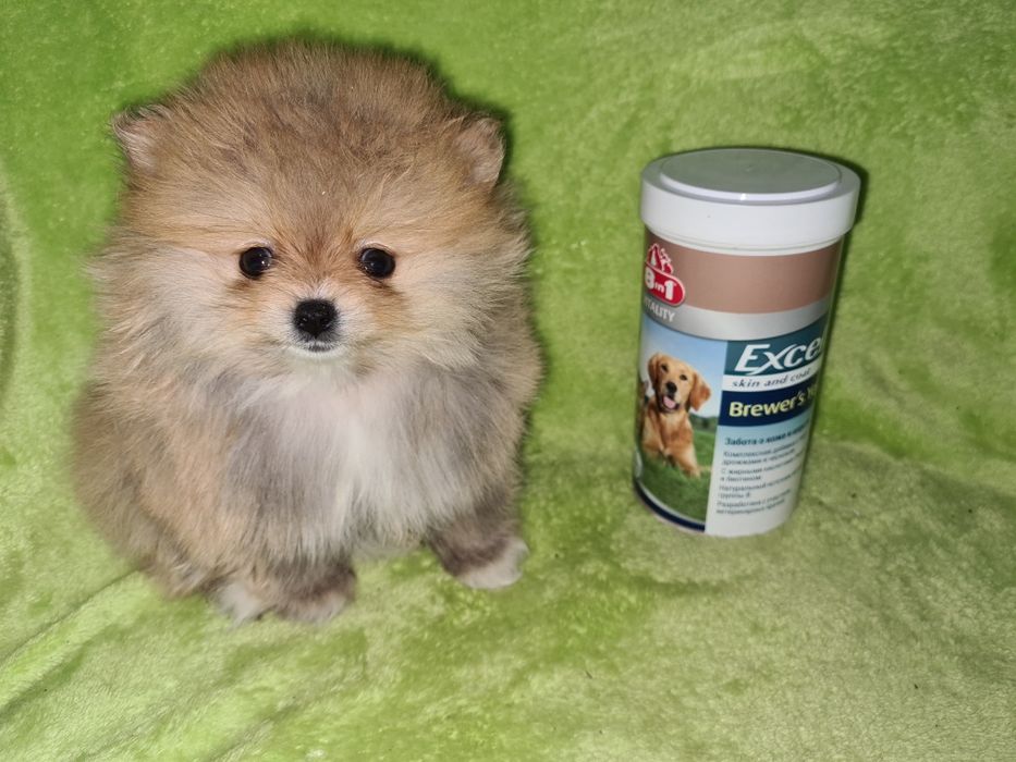 Продам очаровательных щенков шпица.