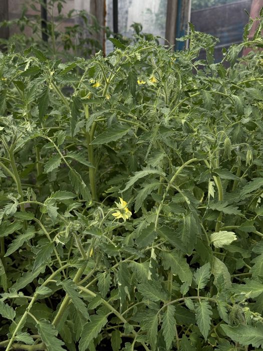Продам рассаду помидор, капусты