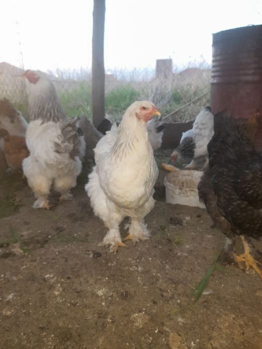 Продам яицо брама для инкубаци