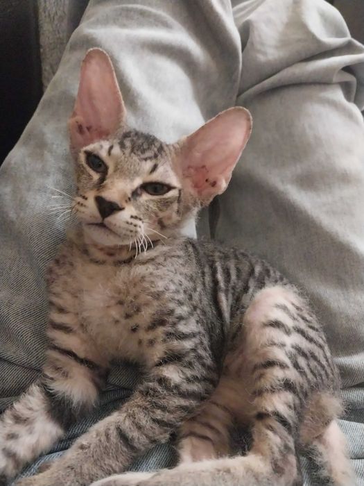 Кот, хороший приучен к лотку