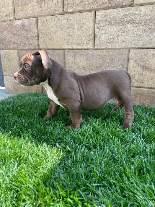 Catei American bully pocket