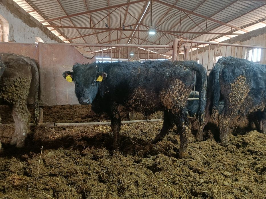 Tăurași metis wagyu
