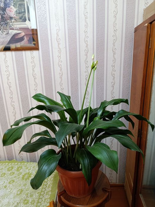 Цветы на 19 декабря. Эухарис - Амазонские лилии.