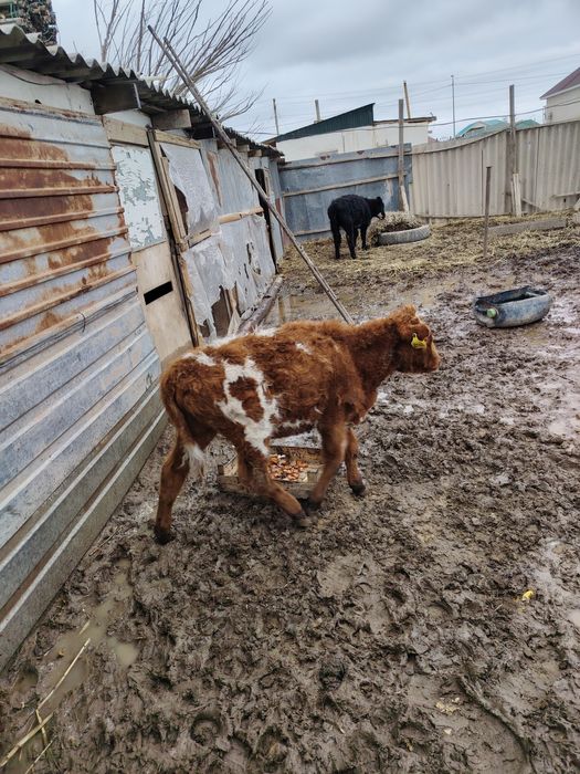 Бұзау мен баспақ сатылады