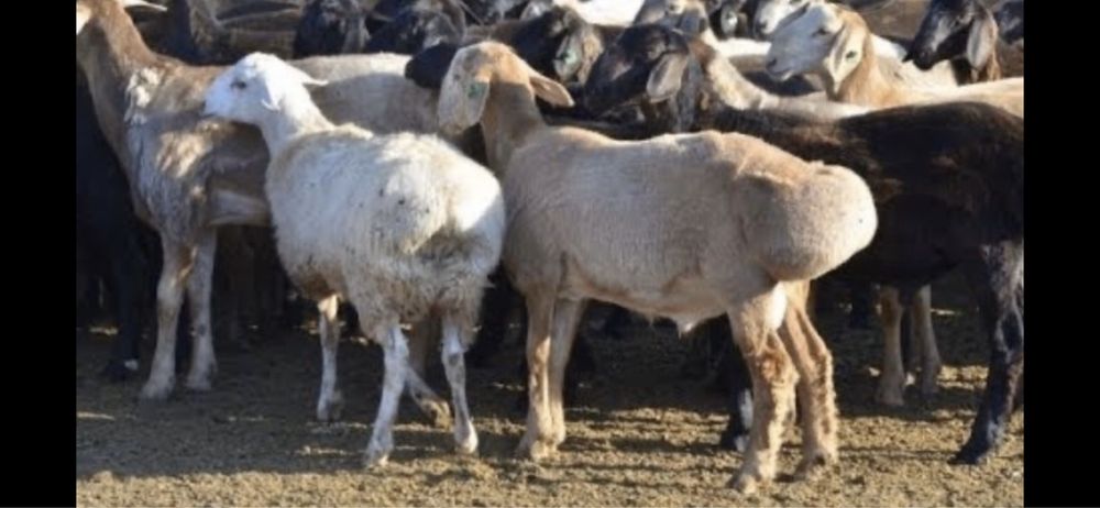 Продам  баранов