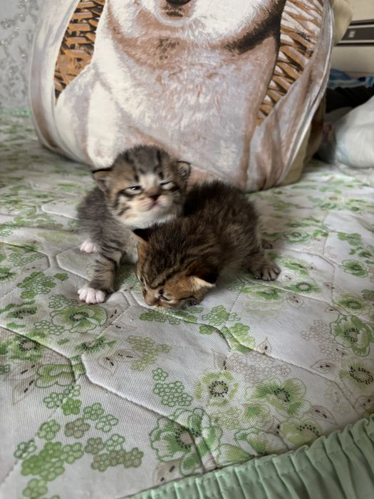 Продам шотландских вислоухий