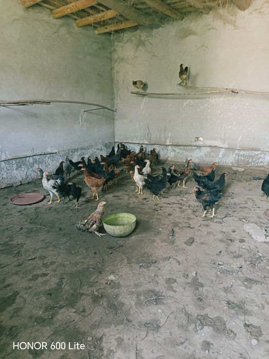 Tovuq sotiladi 4 oylik 15 danasi bo
