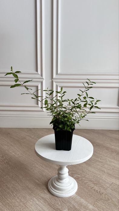 Комнатный гранат