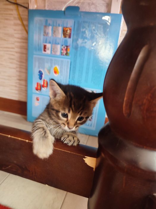 Отдам котят бесплатно.
