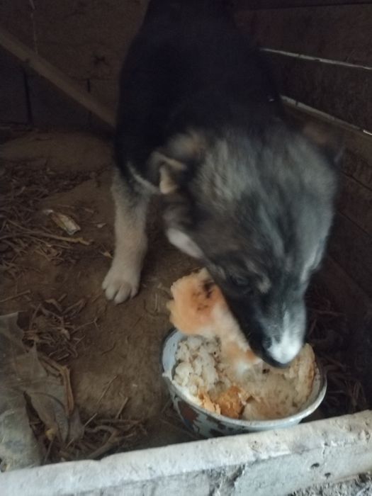 Хаски 1та нар 1та мода 1.5 ойли