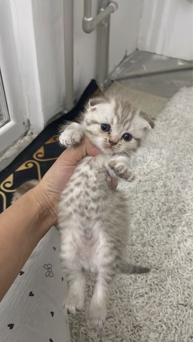 Котята ласковые игровые  пародистые