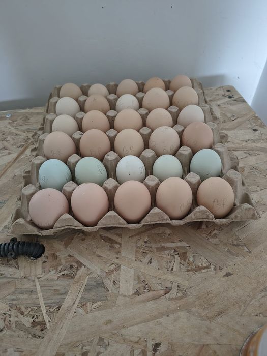 Disponibil pui de rasă, Araucana  și Ameaucana ,și ouă .