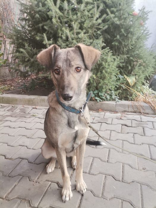 Собака ищет хозяев