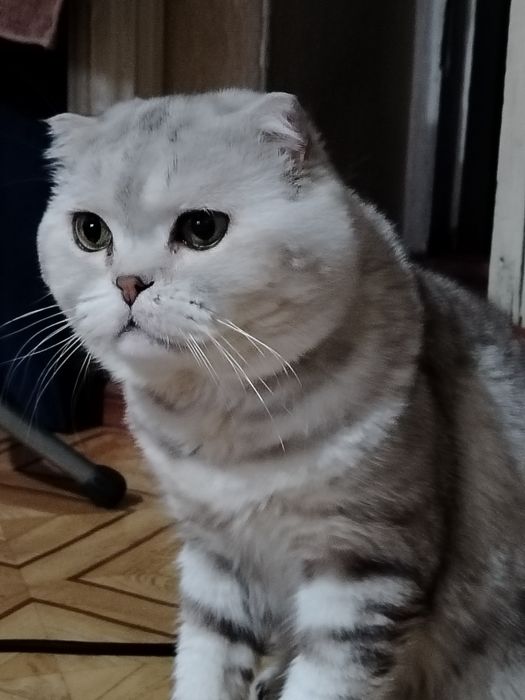 Вязка. Шотландский кот.