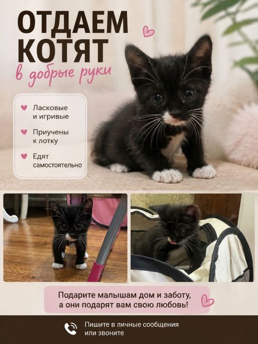 Отдаем котят в очень добрые руки!