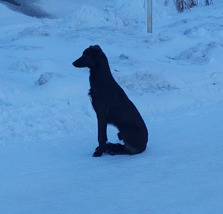 Тазы кабель полукровка