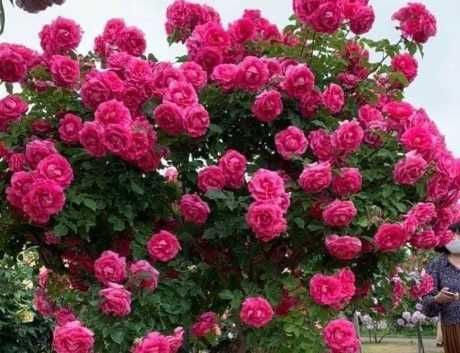 Butas(Răsad) Trandafir Japonez Hibiscus Sinensis,Rosu,Roz,Alb,Mov,Galb