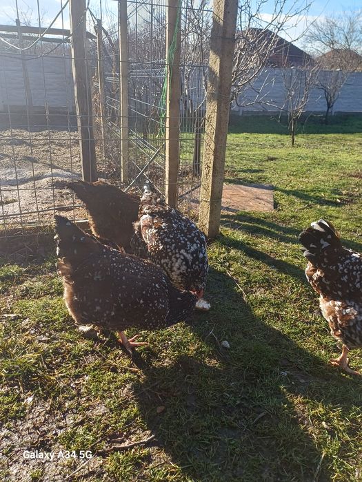 Ouă găini de rasă