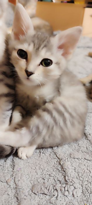 Отдам в добрые руки котят