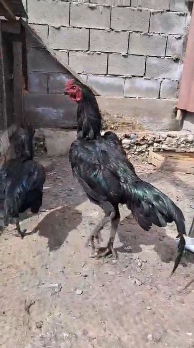 Дакан петух молодой