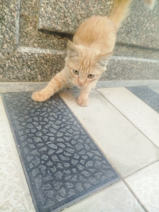 Продаются 3 котята,
