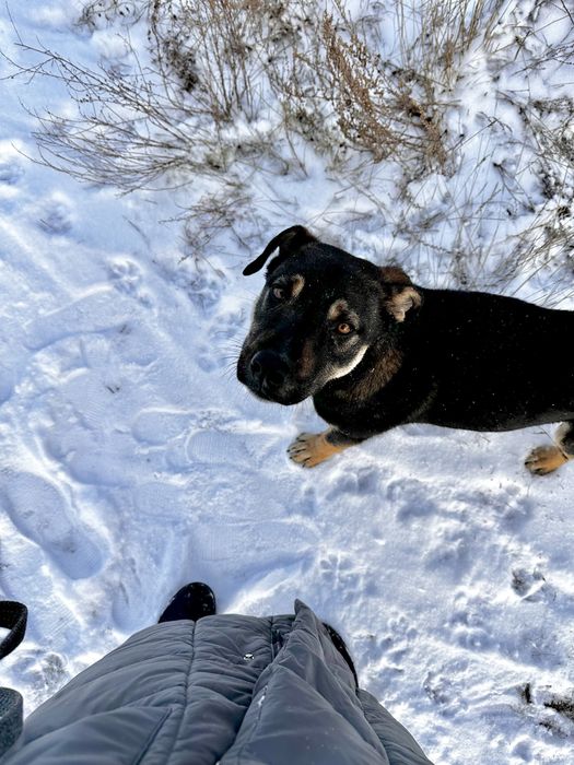 Щенок (мальчик) ищет дом