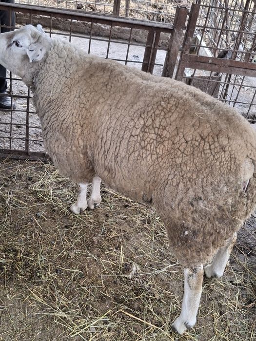 De vanzare oi texel