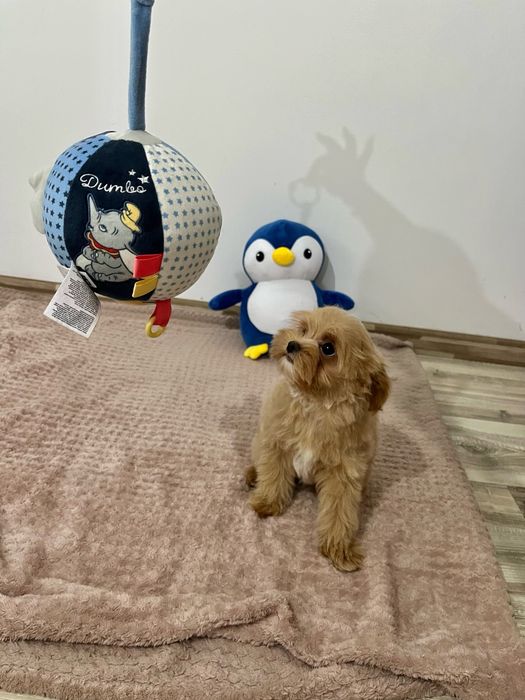 Maltipoo mini -Teddy