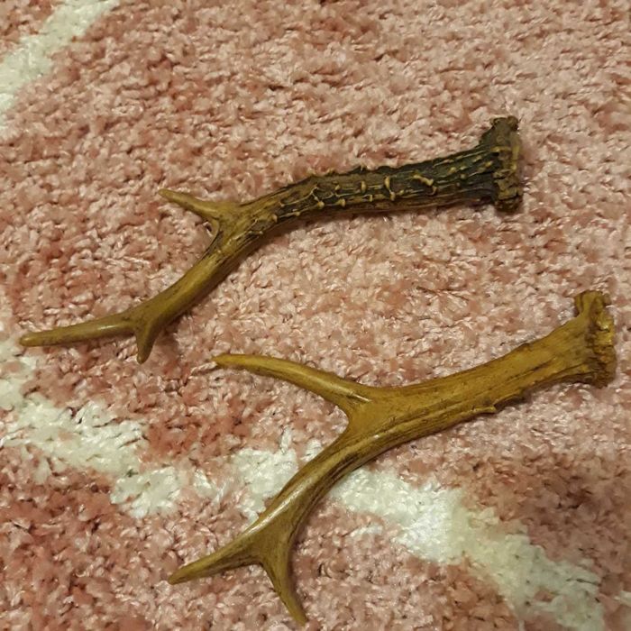 Еленови     Рога