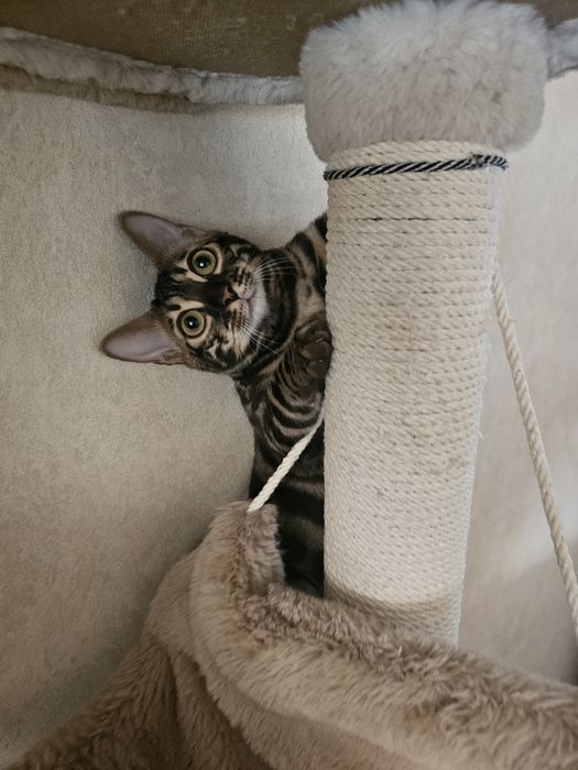 Бенгальская кошечка