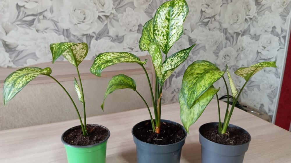 Продам комнатные цветы