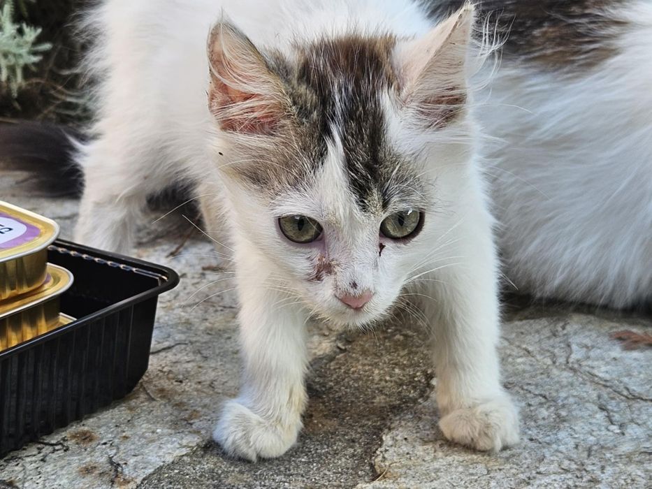 Сладко женско коте Роузи търси дом