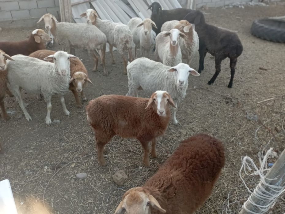 Продам баранов цена договорная