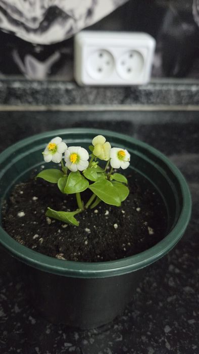 Комнатные цветы  экзакум