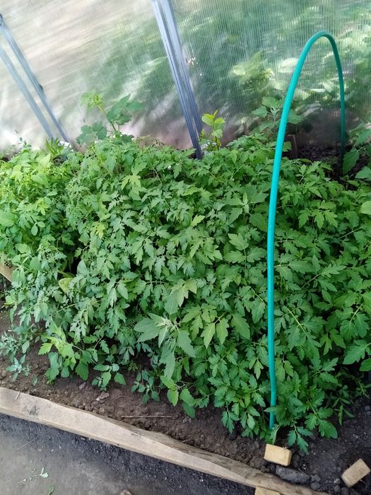 Продам рассаду помидор дёшево