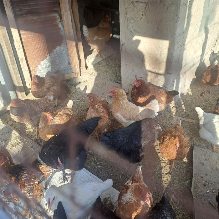 Куры ломан  и чёрные