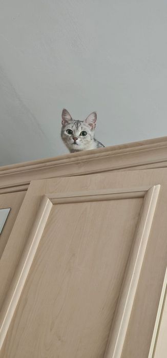 Отдам в хорошие руки