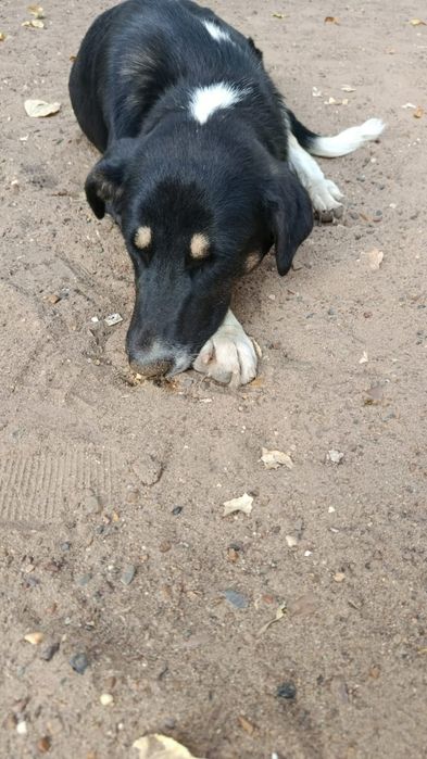 Щенки в добрые руки