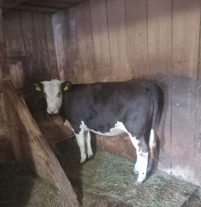 De vânzare vițea de 1 an