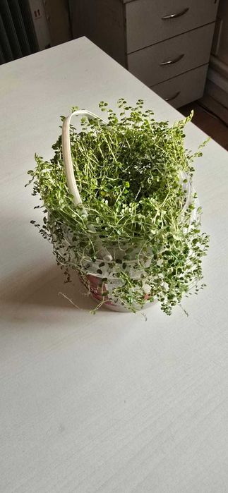 Солейролия комнатный цветок продам