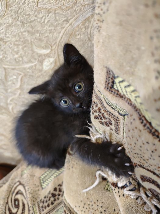 Отдам в добрые руки котенка