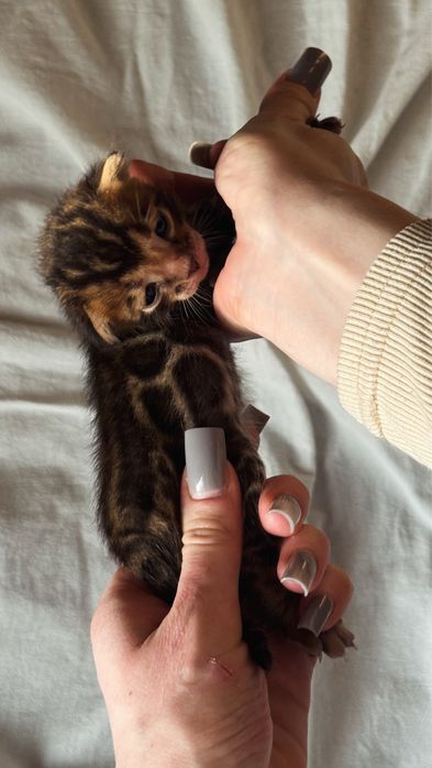 бенгальские котята