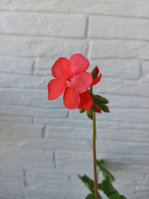 Продам пеларгонию