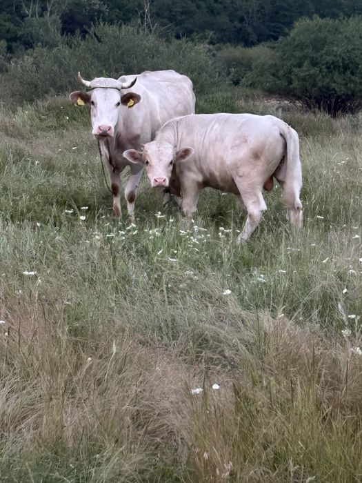Vaca si vitel (tauras)