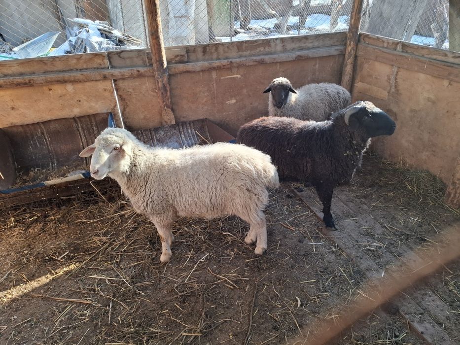 Продам баран Кой сатам