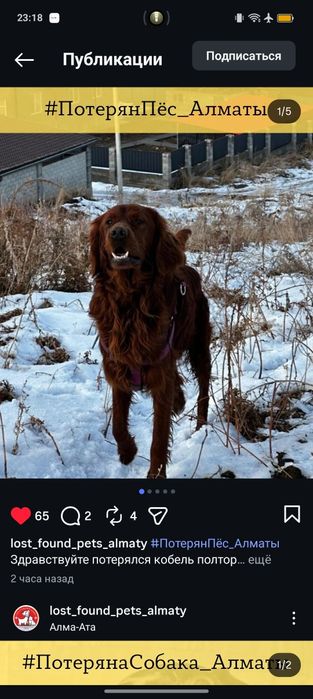 Пропал кобель ирландский сеттер