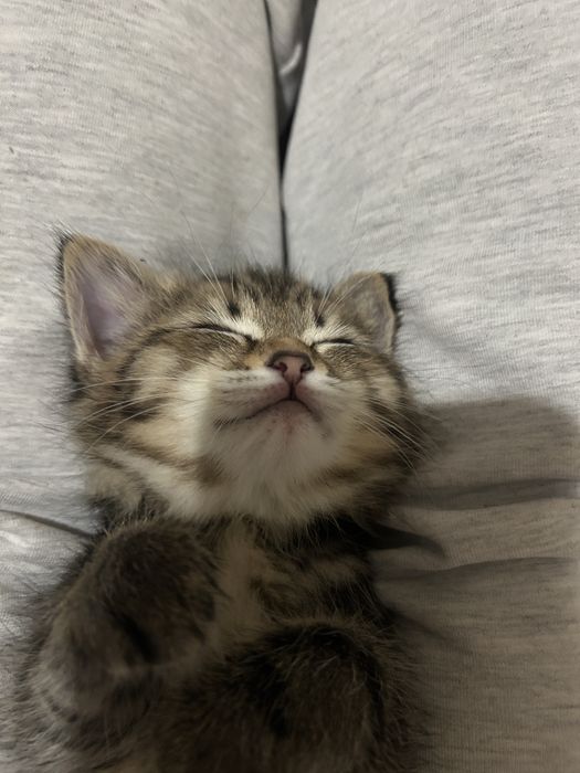 Пропал котёнок помогите найти