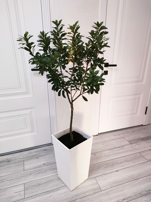 Комнатные растения. Доставка