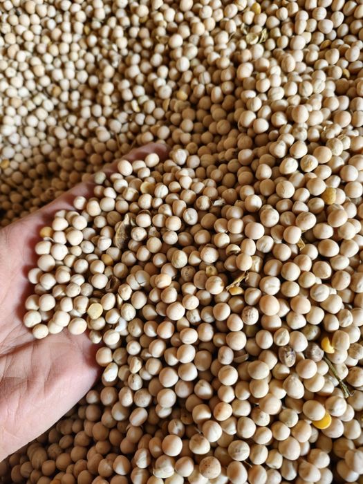 soia boabe 1.70 Soia boabe