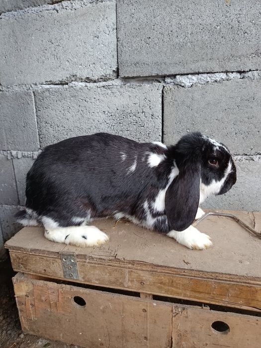 Iepure Berbec German